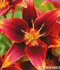 Showbox Lilium - Lilia Różne 16/18   100 Szt.