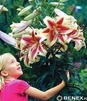 Showbox Lilium - Lilia Drzewiasta  Ot Hybride  "1"  18/20 80 Szt.