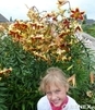 Showbox Lilium - Lilia Drzewiasta  Ot Hybride  "1"  18/20 80 Szt.