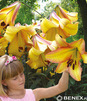 Showbox Lilium - Lilia Drzewiasta  Ot Hybride  "1"  18/20 80 Szt.