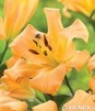 Showbox Połówkowy Lilium - Lilia Drzewiasta Ot Hybride "3" 18/20 40 Szt.