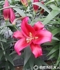 Showbox Lilium -  Lilia Drzewiasta Ot Hybride "6"  16/18  100 Szt.