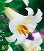 Showbox Lilium - Lilia Trąbkowa 20/+  70 Szt.