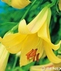 Showbox Lilium - Lilia Trąbkowa 20/+  70 Szt.