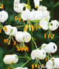 Showbox Lilium - Lilia Martagon  16/18 50 Szt.