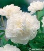 Showbox Paeonia - Piwonia "4"  2/3 20 Szt.