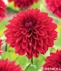 Showbox Połówkowy Dahlia - Dalia Strzępiasta "1" I Wybór 20 Szt.