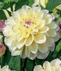 Showbox Dahlia - Dalia Dekoracyjna "2" I  Wybór 40 Szt.