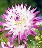 Showbox Dahlia - Dalia Kaktusowa "2" I Wybór 40 Szt.