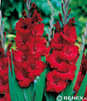 Showbox 10-Cio Komorowy Gladiolus - Mieczyk 10/12  300 Szt.