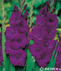 Showbox 10-Cio Komorowy Gladiolus - Mieczyk 10/12  300 Szt.