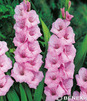 Showbox 10-Cio Komorowy Gladiolus - Mieczyk 10/12  300 Szt.