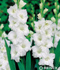 Showbox 10-Cio Komorowy Gladiolus - Mieczyk 10/12  300 Szt.