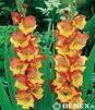 Showbox 10-Cio Komorowy Gladiolus - Mieczyk 10/12  300 Szt.