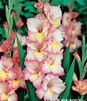 Showbox 10-Cio Komorowy Gladiolus - Mieczyk 10/12  300 Szt.