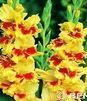 Showbox 10-Cio Komorowy Gladiolus - Mieczyk 10/12  300 Szt.
