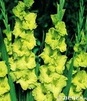 Showbox 10-Cio Komorowy Gladiolus - Mieczyk 10/12  300 Szt.
