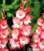 Showbox 10-Cio Komorowy Gladiolus - Mieczyk 10/12  300 Szt.