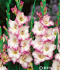 Showbox 10-Cio Komorowy Gladiolus - Mieczyk Xxl 16/+  200 Szt.