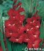 Showbox 10-Cio Komorowy Gladiolus - Mieczyk Xxl 16/+  200 Szt.