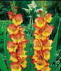 Showbox 10-Cio Komorowy Gladiolus - Mieczyk Xxl 16/+  200 Szt.