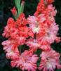 Showbox 10-Cio Komorowy Gladiolus - Mieczyk Karbowany/Wielkokwiatowy 12/14 300 S