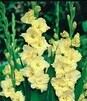 Showbox 10-Cio Komorowy Gladiolus - Mieczyk Karbowany/Wielkokwiatowy 12/14 300 S