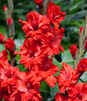 Showbox 10-Cio Komorowy Gladiolus - Mieczyk Karbowany/Wielkokwiatowy 12/14 300 S