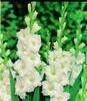 Showbox 10-Cio Komorowy Gladiolus - Mieczyk Karbowany/Wielkokwiatowy 12/14 300 S