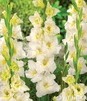 Showbox 10-Cio Komorowy Gladiolus - Mieczyk Wielkokwiatowy  "5" 12/14 300 Szt.