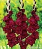 Showbox 10-Cio Komorowy Gladiolus - Mieczyk Wielkokwiatowy  "8" 12/14  300 Szt.