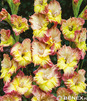 Showbox 10-Cio Komorowy Gladiolus - Mieczyk Wielkokwiatowy "9" 12/14 300 Szt.