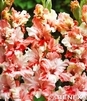 Showbox 10-Cio Komorowy Gladiolus - Mieczyk Wielkokwiatowy "9" 12/14 300 Szt.