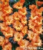 Showbox 10-Cio Komorowy Gladiolus - Mieczyk Wielkokwiatowy "9" 12/14 300 Szt.