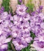 Showbox 10-Cio Komorowy Gladiolus - Mieczyk Wielkokwiatowy "9" 12/14 300 Szt.