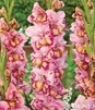 Showbox 10-Cio Komorowy Gladiolus - Mieczyk Wielkokwiatowy "9" 12/14 300 Szt.