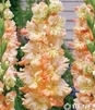 Showbox 10-Cio Komorowy Gladiolus - Mieczyk Wielkokwiatowy "9" 12/14 300 Szt.