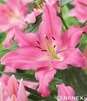 Showbox 10-Cio Komorowy Lilium - Lilia Orientalna "2"/ Trąbkowa 75 Szt.