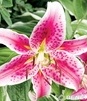 Showbox 10-Cio Komorowy Lilium - Lilia Orientalna "2"/ Trąbkowa 75 Szt.