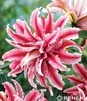 Showbox 10-Cio Komorowy Lilium - Lilia Orientalna "2"/ Trąbkowa 75 Szt.
