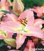 Showbox 10-Cio Komorowy Lilium - Lilia Orientalna "2"/ Trąbkowa 75 Szt.