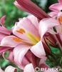 Showbox 10-Cio Komorowy Lilium - Lilia Orientalna "2"/ Trąbkowa 75 Szt.