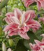 Showbox 10-Cio Komorowy Lilium - Lilia Roselily 18/20 50 Szt.