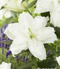 Showbox 10-Cio Komorowy Lilium - Lilia Roselily 18/20 50 Szt.