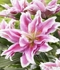 Showbox 10-Cio Komorowy Lilium - Lilia Roselily 18/20 50 Szt.
