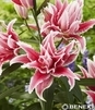 Showbox 10-Cio Komorowy Lilium - Lilia Roselily 18/20 50 Szt.