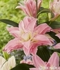 Showbox 10-Cio Komorowy Lilium - Lilia Roselily 18/20 50 Szt.
