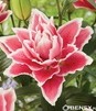 Showbox 10-Cio Komorowy Lilium - Lilia Roselily 18/20 50 Szt.