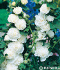 Showbox 10-Cio Komorowy Alcea Rosea, Lupinus - Malwa, Łubin I Wybór 40 Szt.