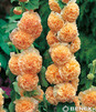 Showbox 10-Cio Komorowy Alcea Rosea, Lupinus - Malwa, Łubin I Wybór 40 Szt.